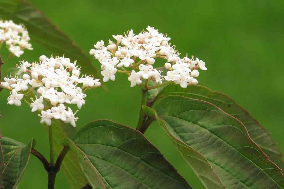 tea viburnum