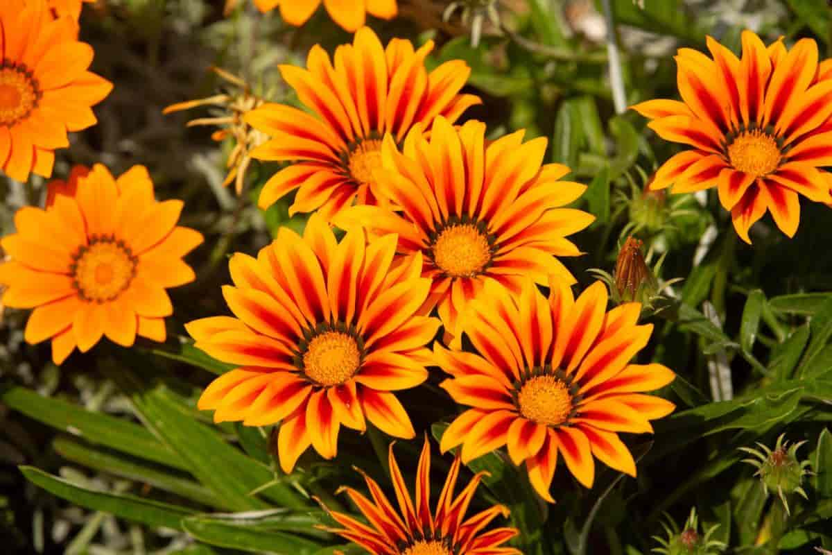 west coast october gardening