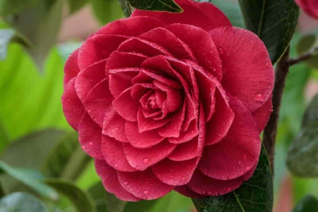 southern gardens october