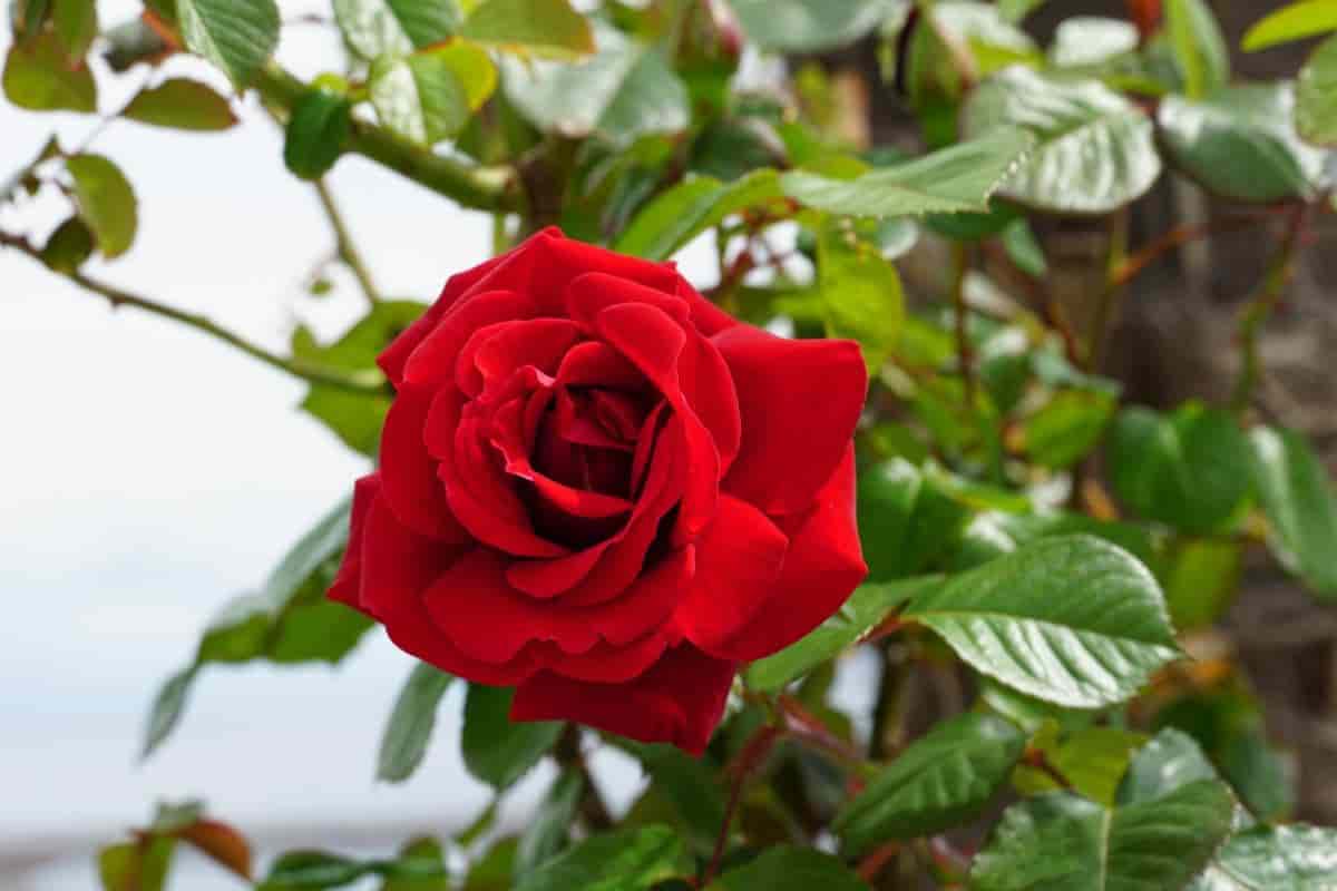 rose garden sense color