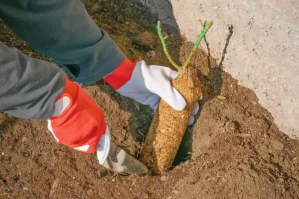 Growing Roses: How Do I Grow Roses