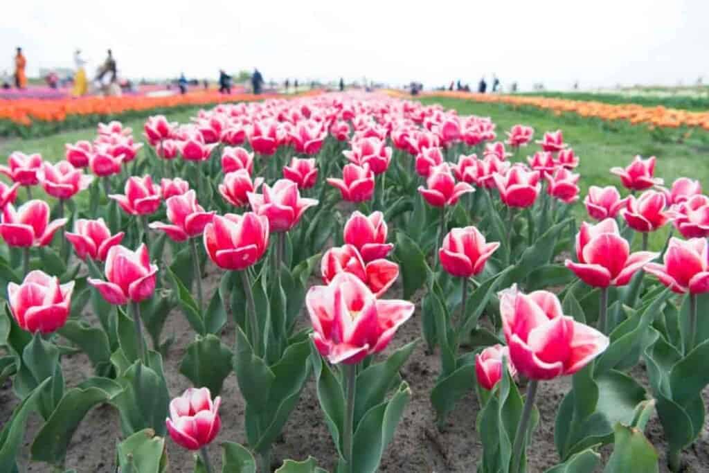 Tulips Selecting Planting Care