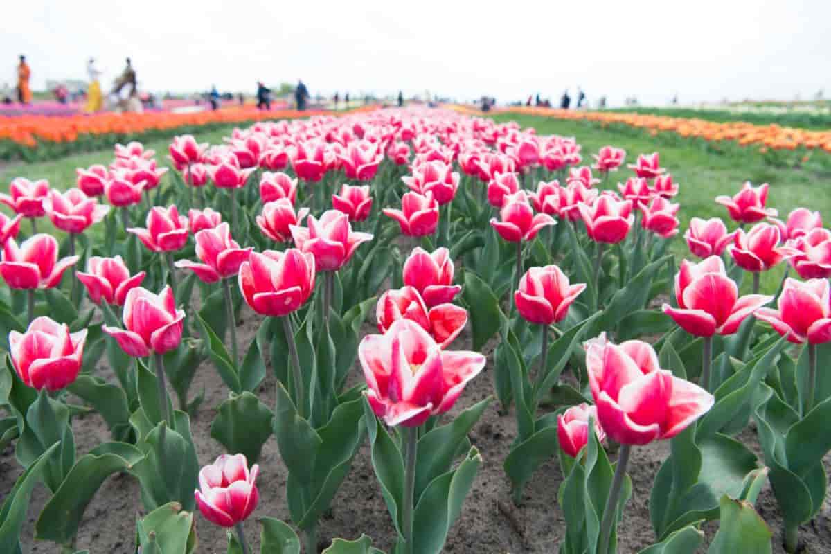 Tulips Selecting Planting Care