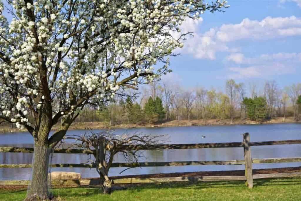 Trees Giving Flowers