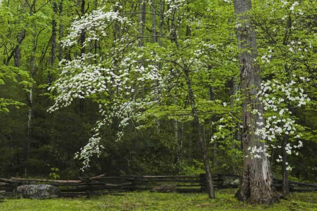 Know Dogwoods