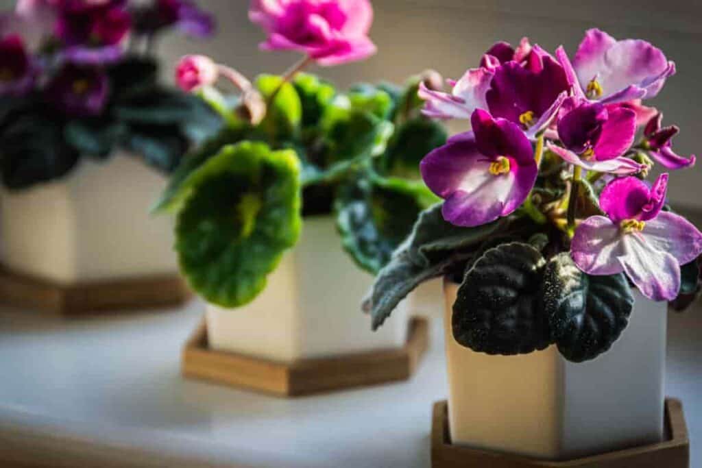 wick pots african violets