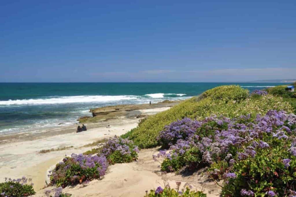Seaside Perennials