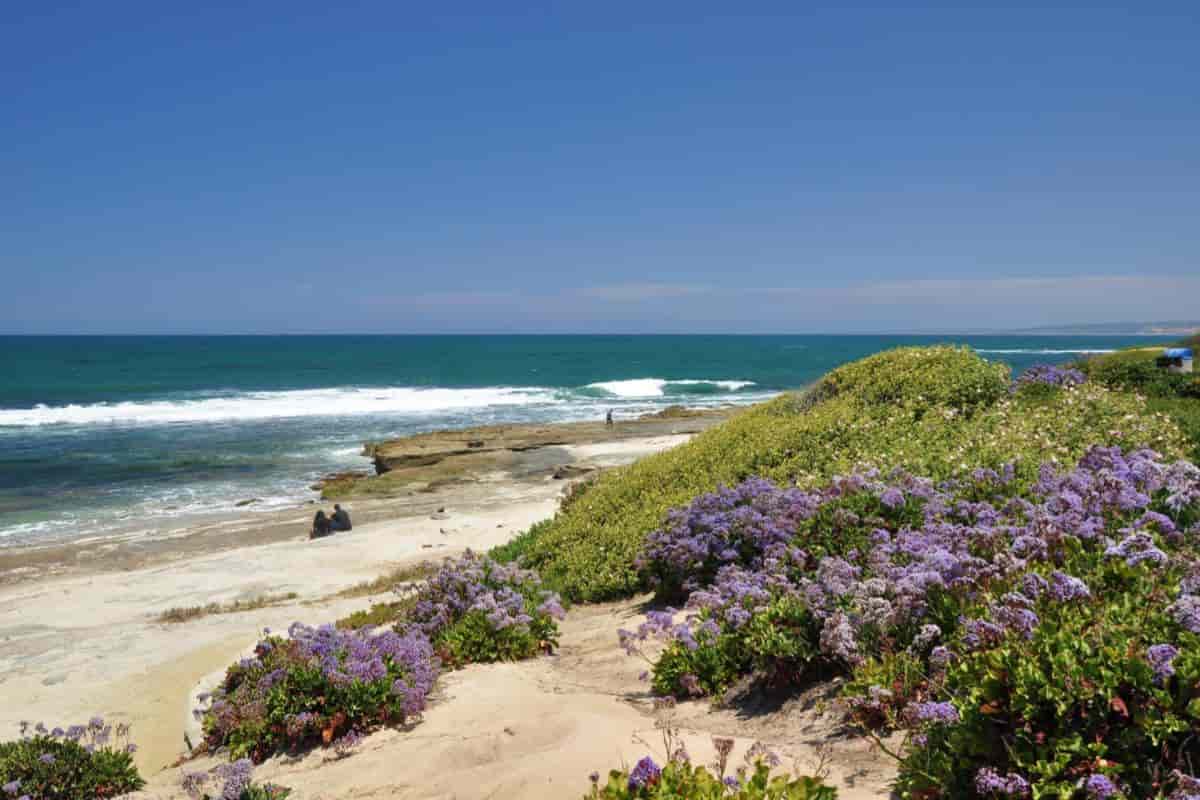 Seaside Perennials