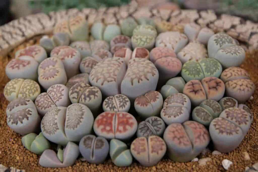 curious mimicy plants
