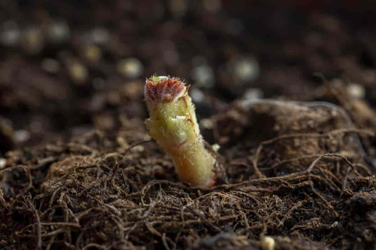Tuberous Begonia