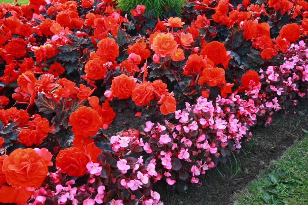Tuberous Begonias