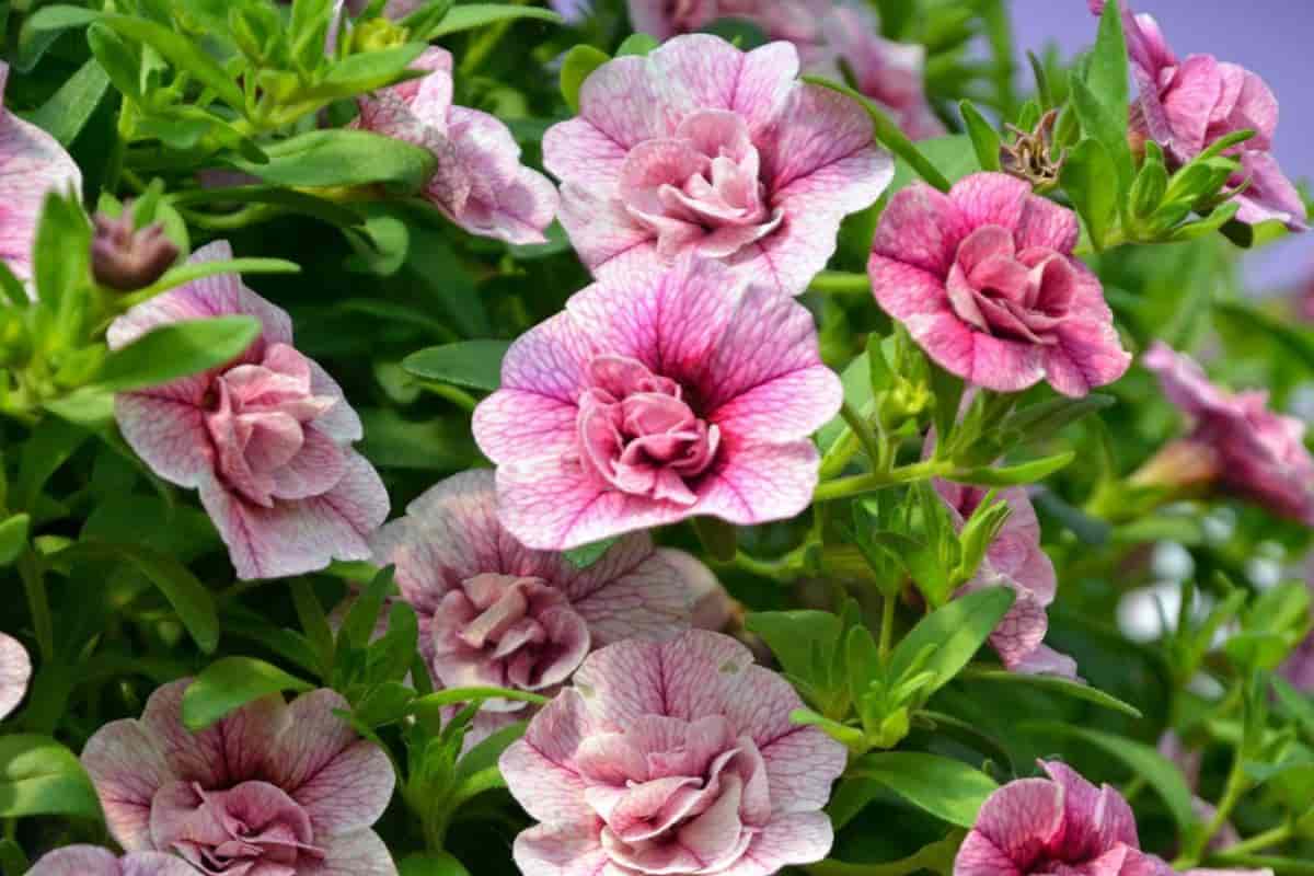 New Annuals