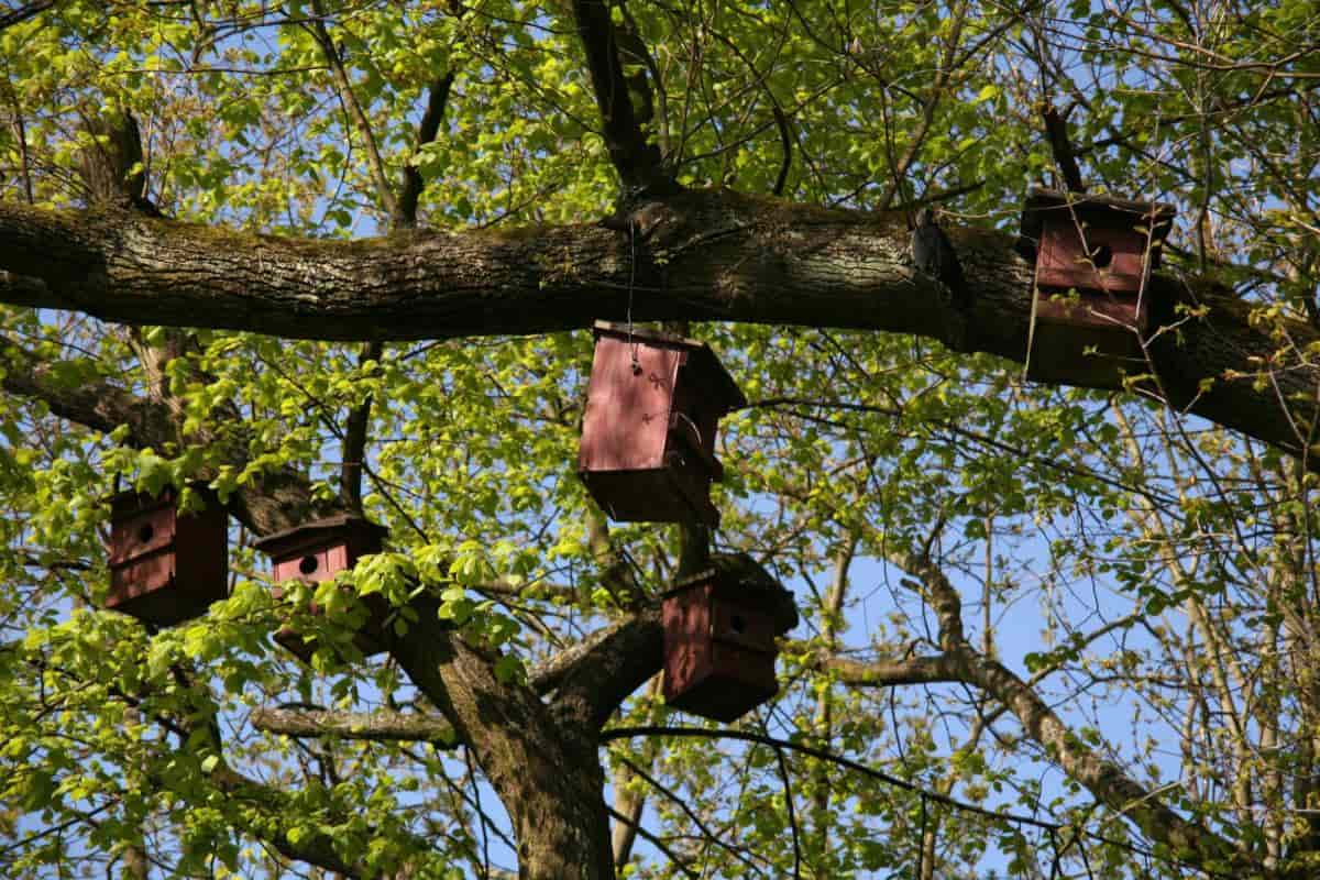 Bird Boxes