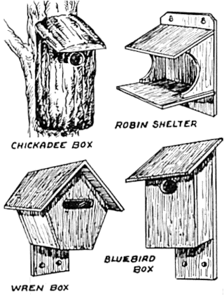 Building Bird Boxes