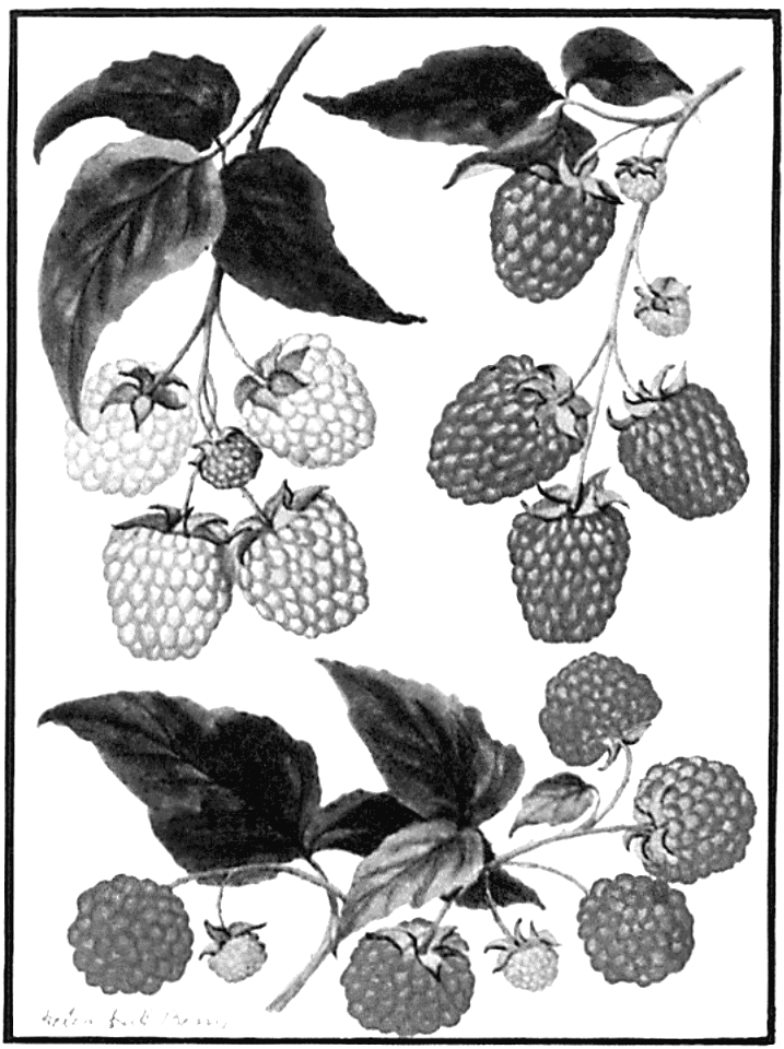 Succeeding Raspberries