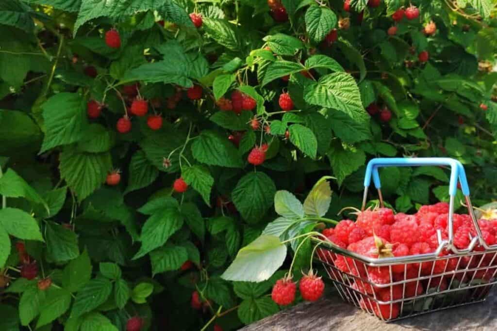 Succeeding Raspberries