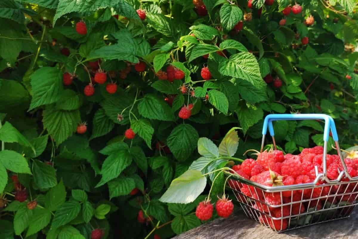 Succeeding Raspberries