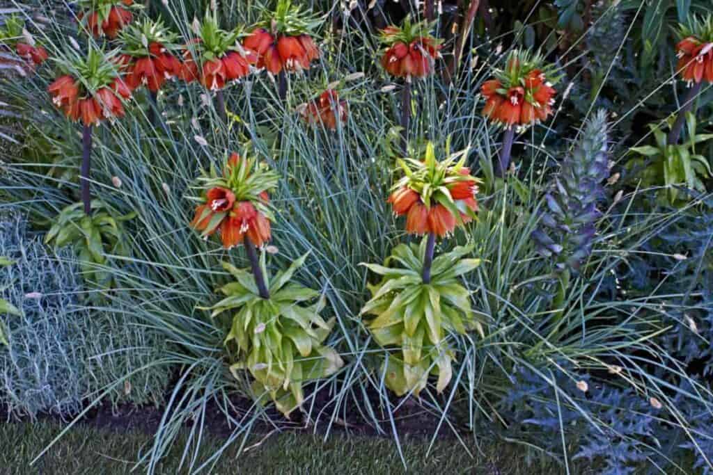 friendly fugitive fritillarias