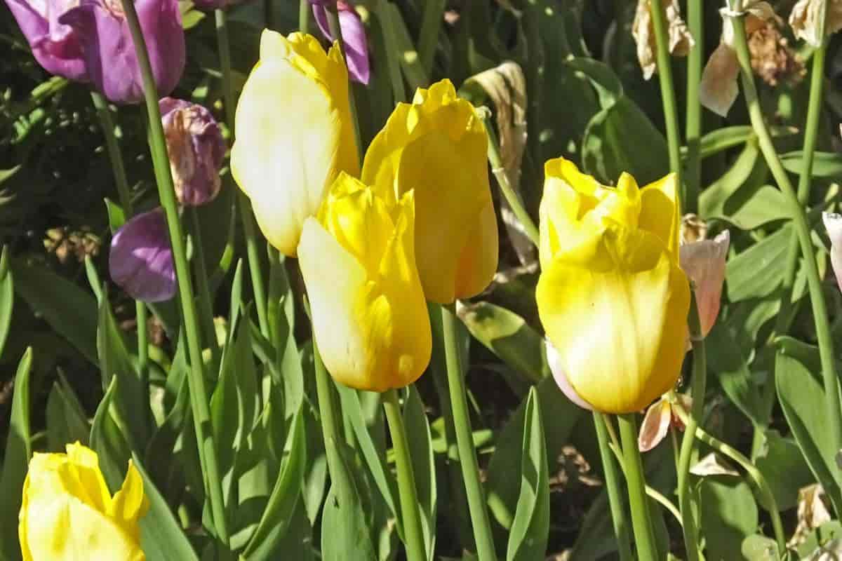 tulip species and hybrids