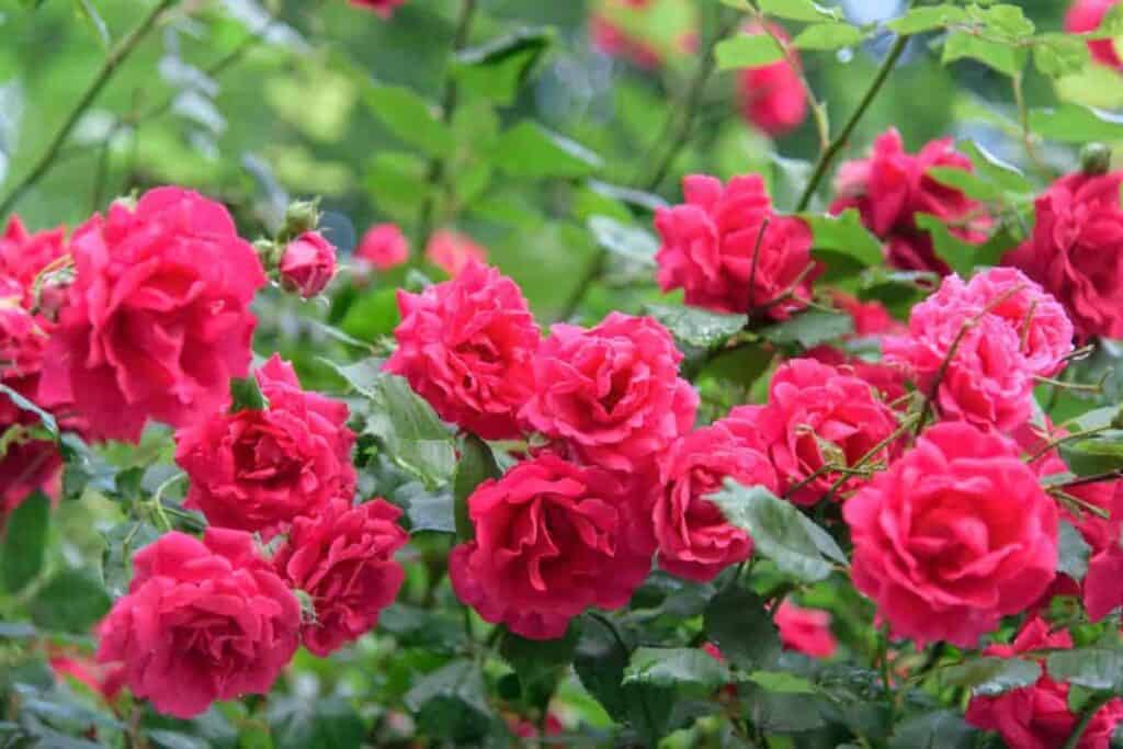 what makes rose hardy