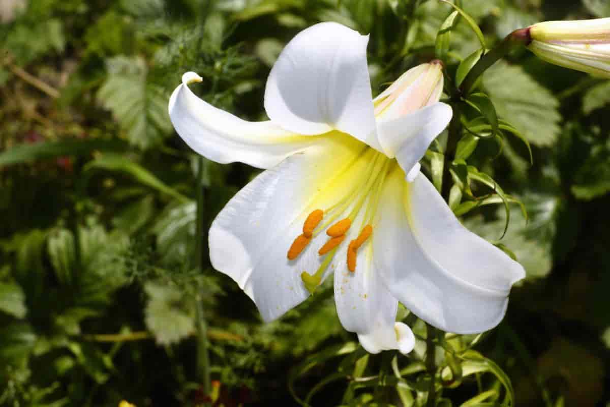 Growing Giant Lily