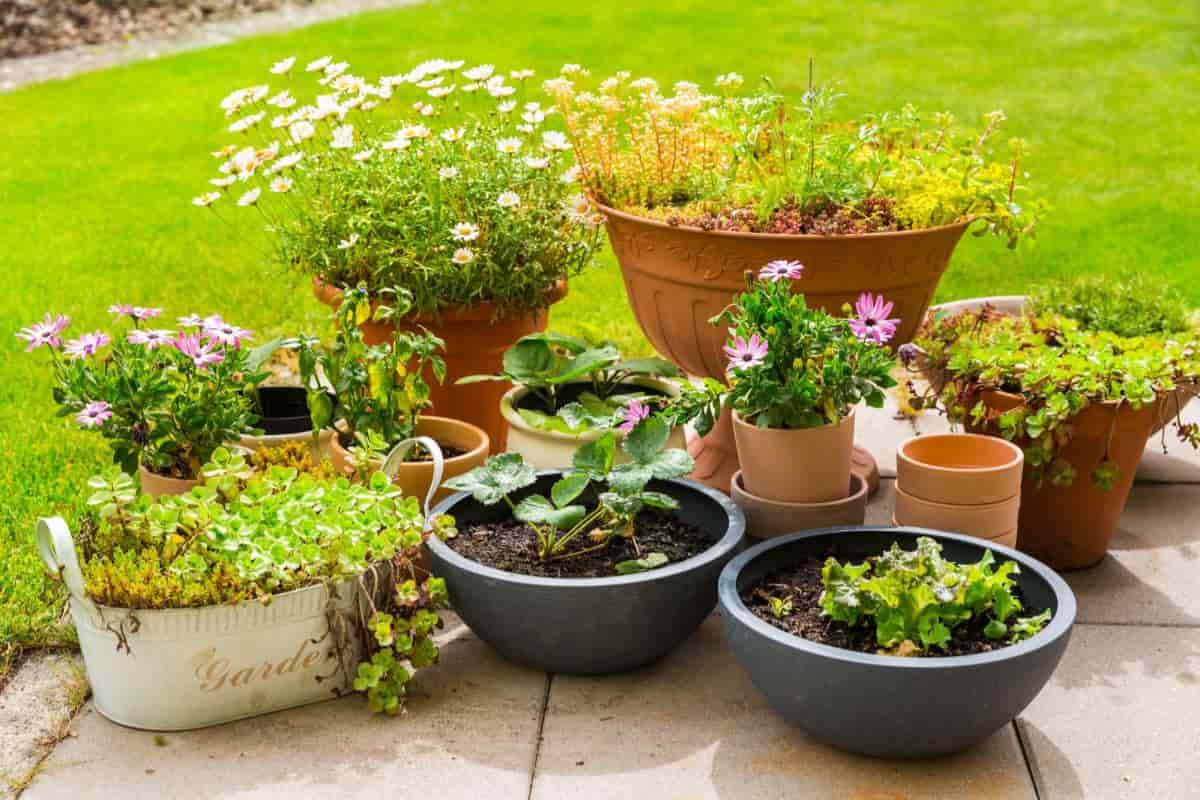 Gardening Containers