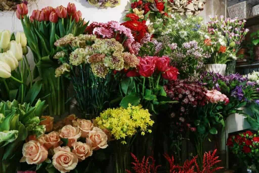 Houseplants on Parade