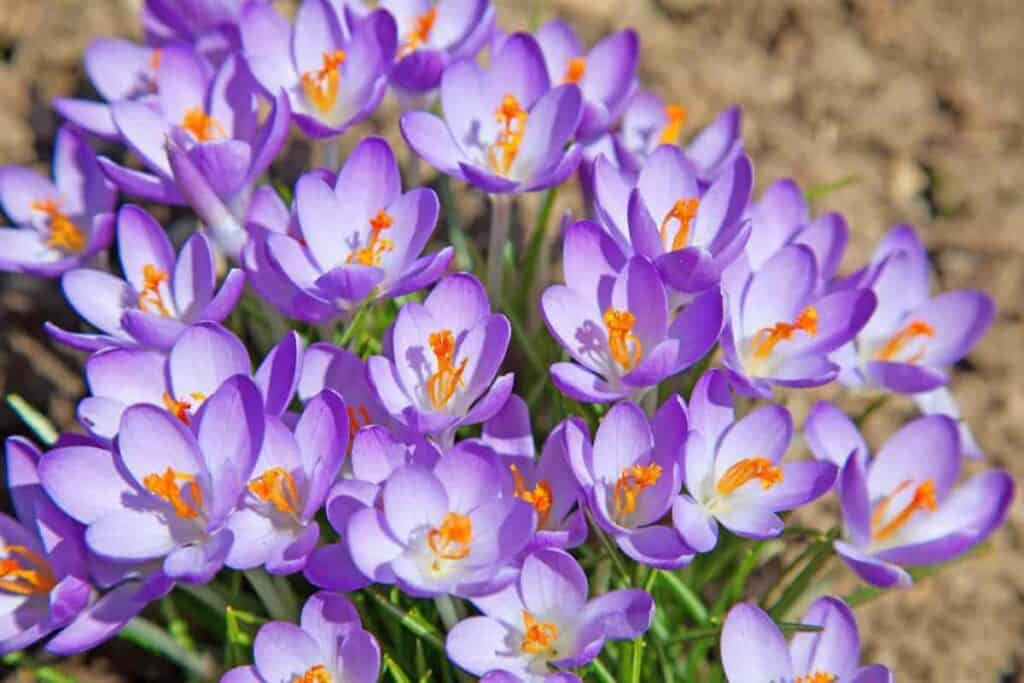 Crocus In Christmas