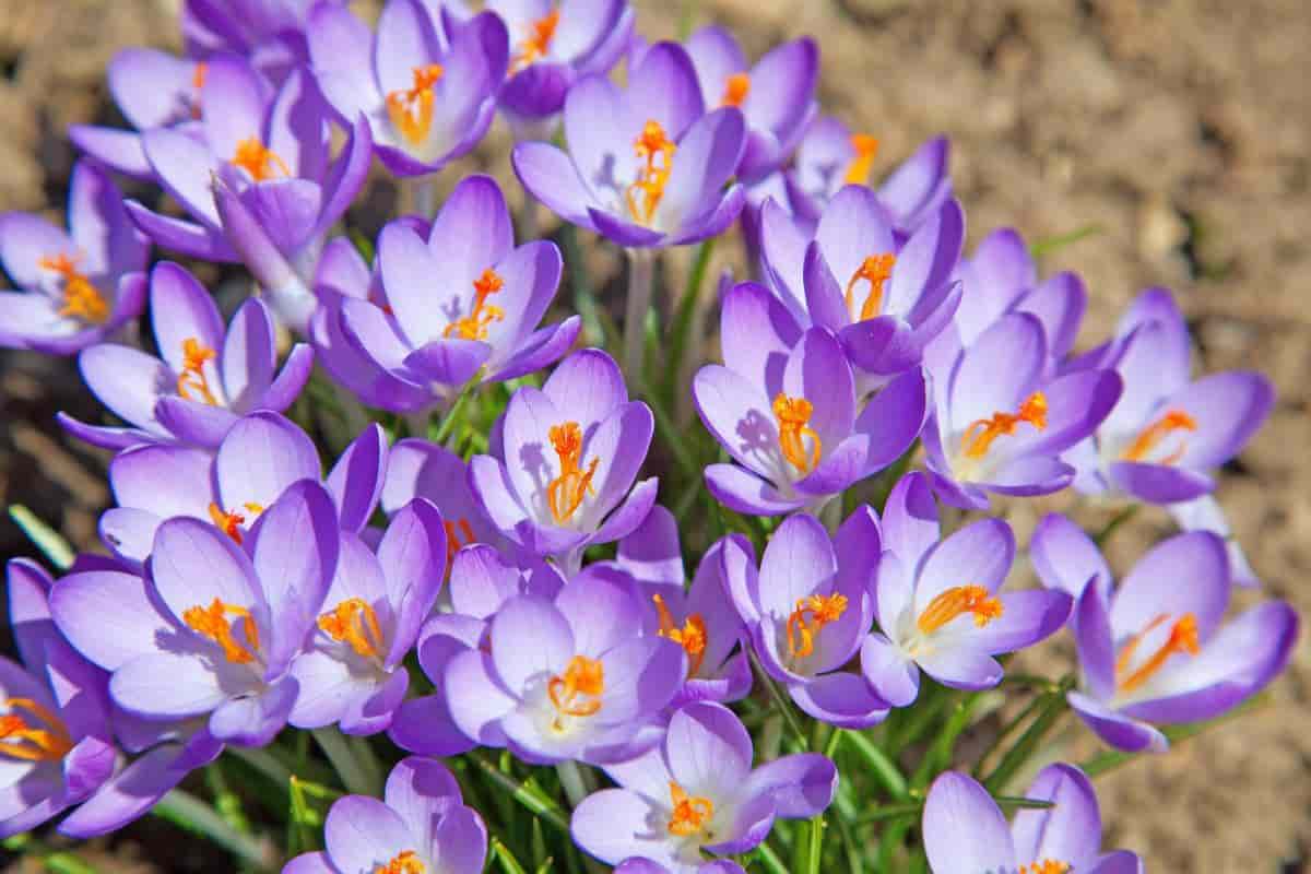 Crocus In Christmas