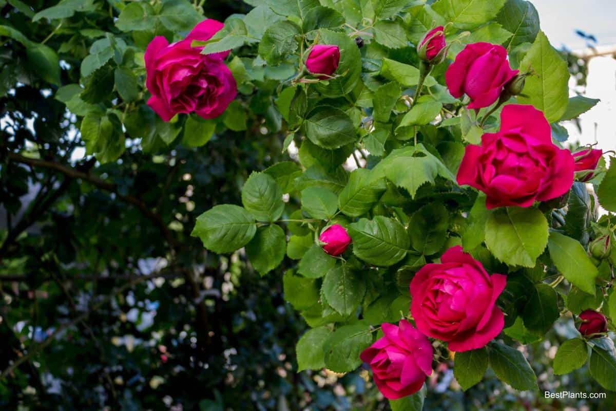 poets rose