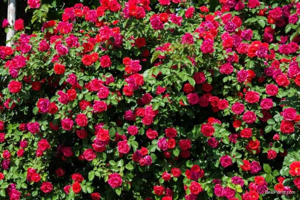 roses as shrubs