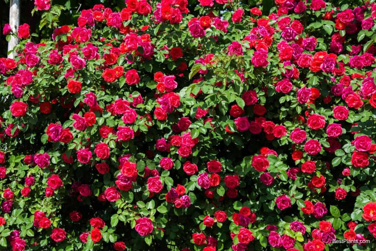 roses as shrubs