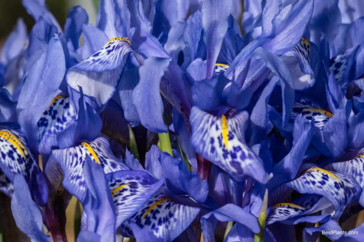 iris rivals brightest rainbows
