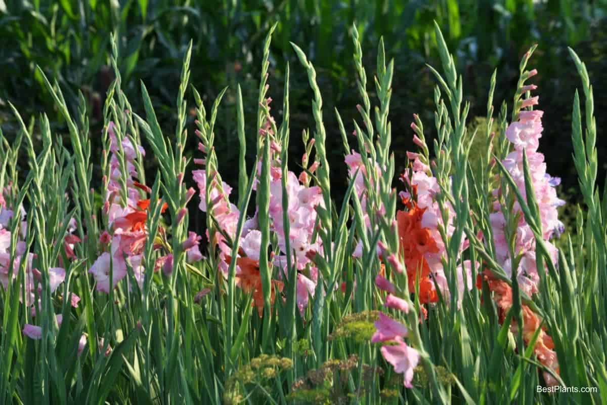 gladiolus plant