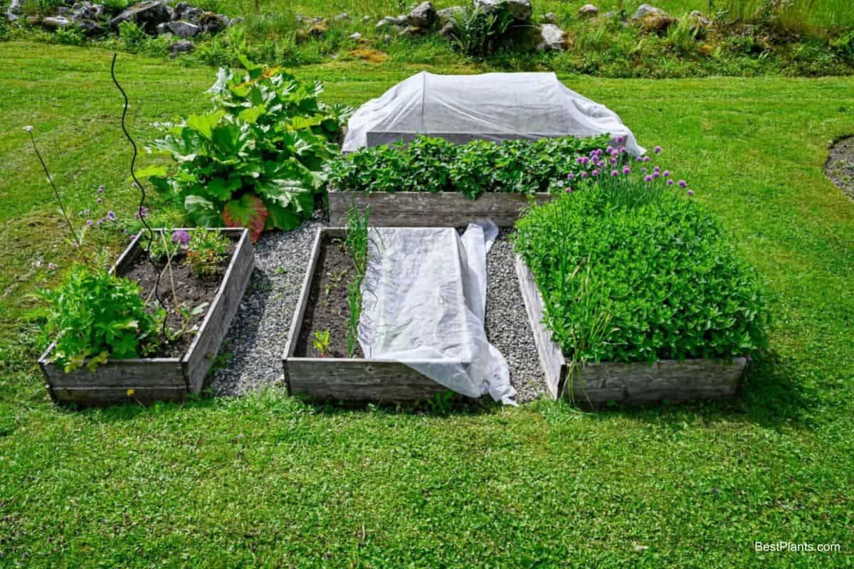 june garden plant