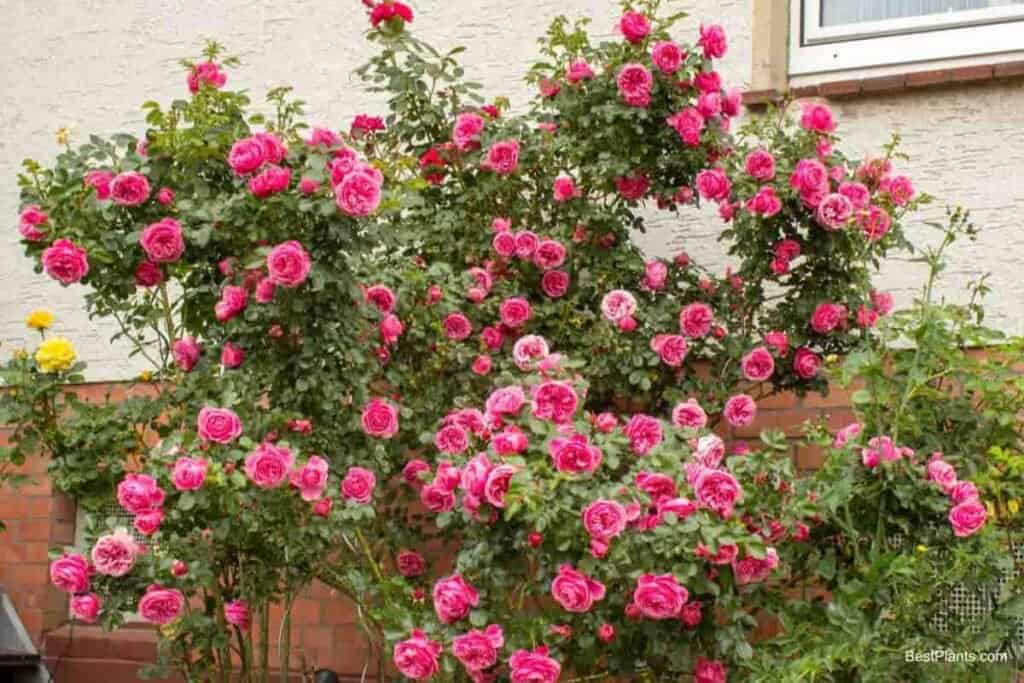 old roses gardens