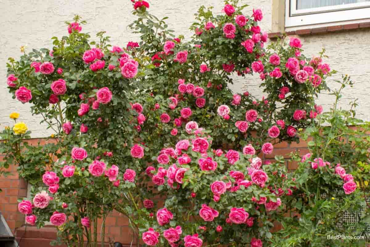 old roses gardens