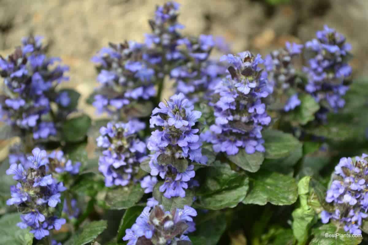 midsummer perennial border