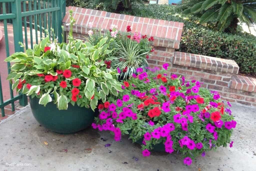 Pot Gardening
