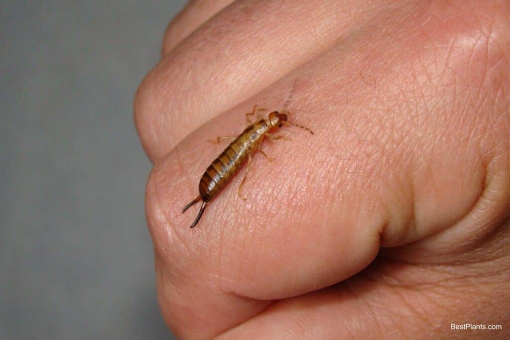 earwigs plague gardeners