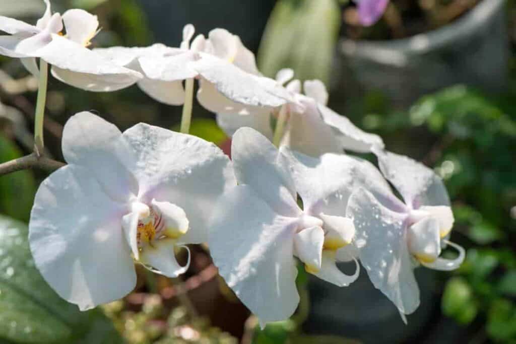 Orchid Culture
