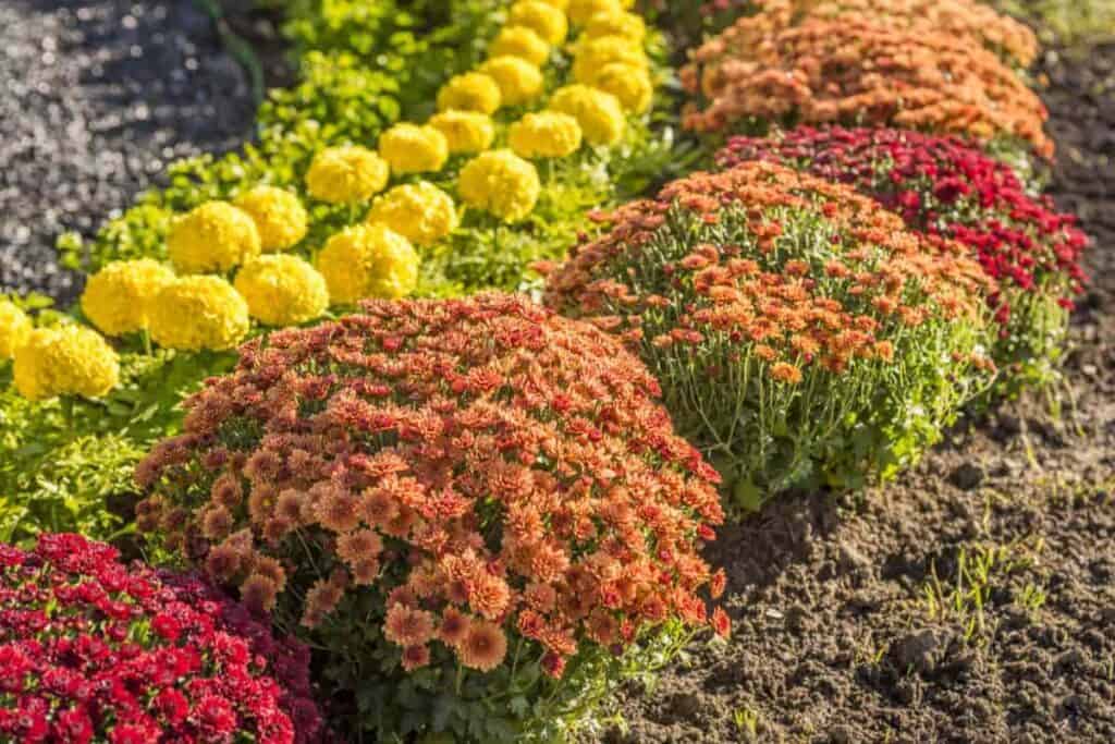 Plunge-Pit Mums