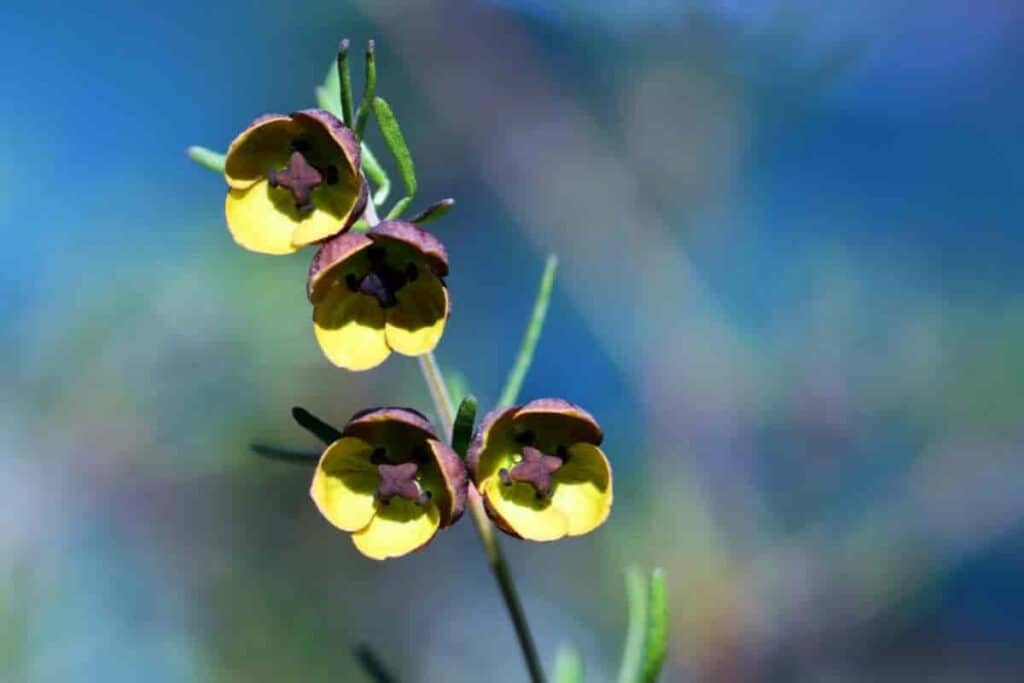 notes on boronia