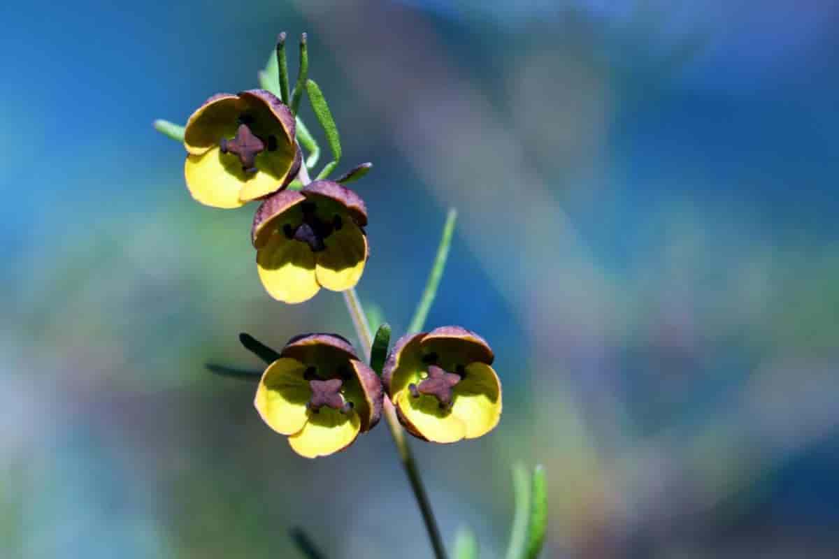 notes on boronia