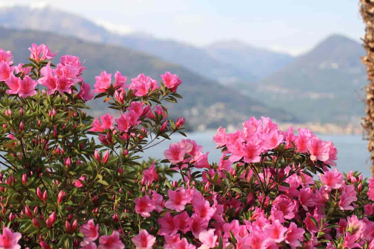 Connoisseurs Azaleas