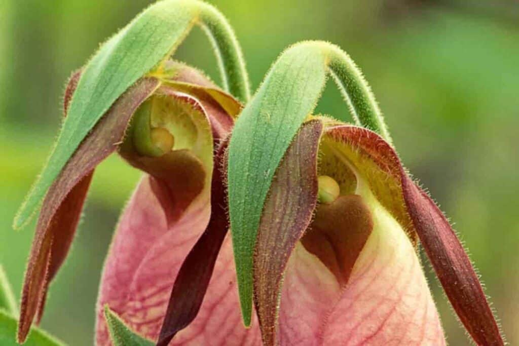 easy gardening try these wild flowers