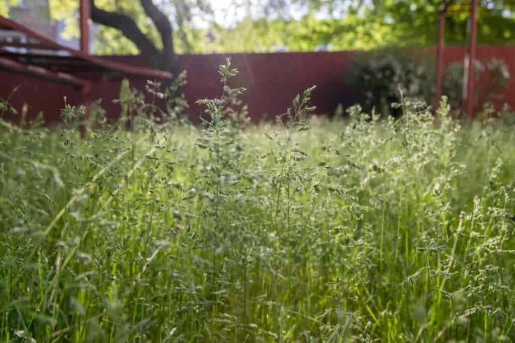 Lawn Grasses