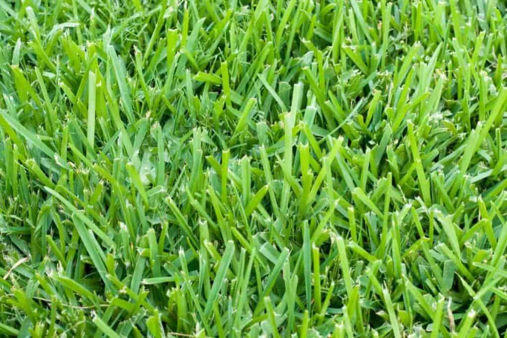 Lawn Grasses