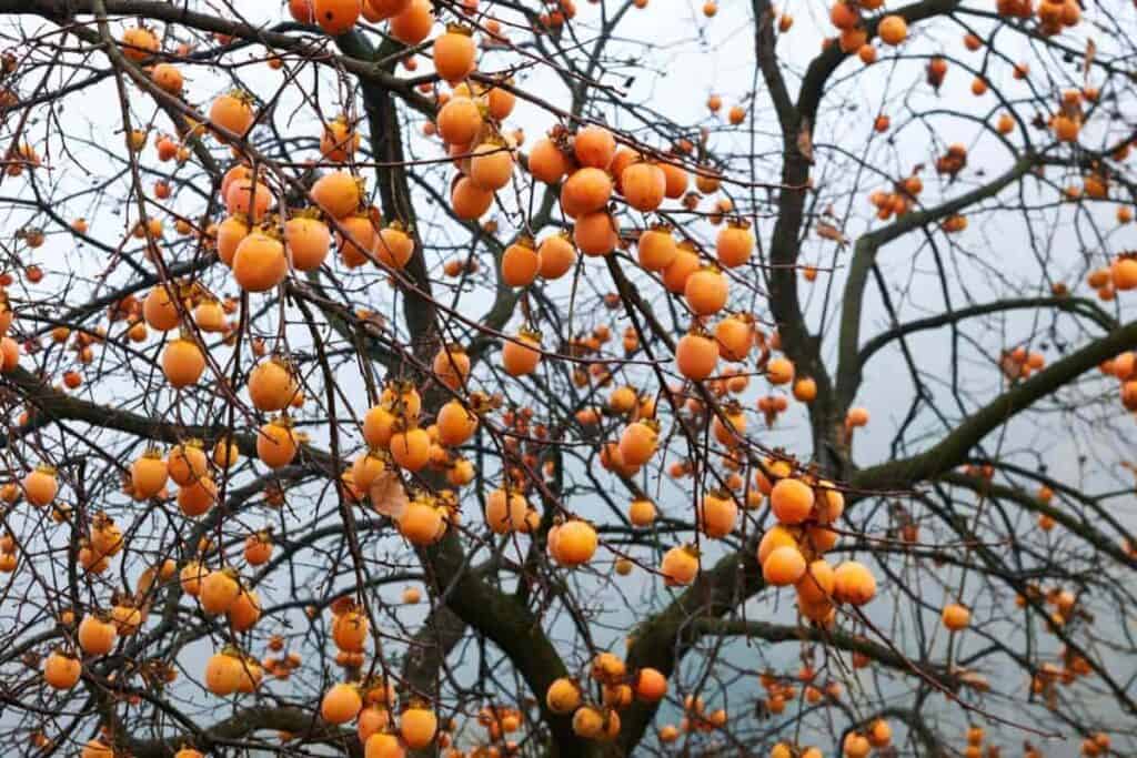 Persimmons