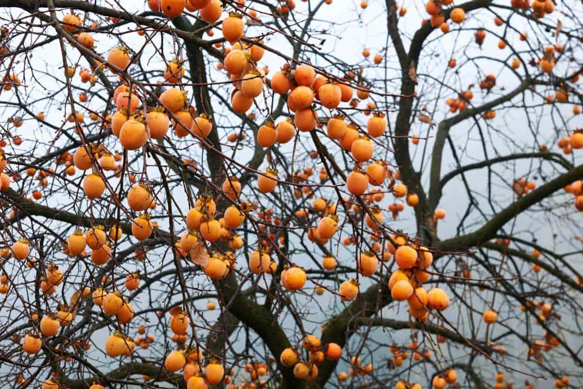 Persimmons